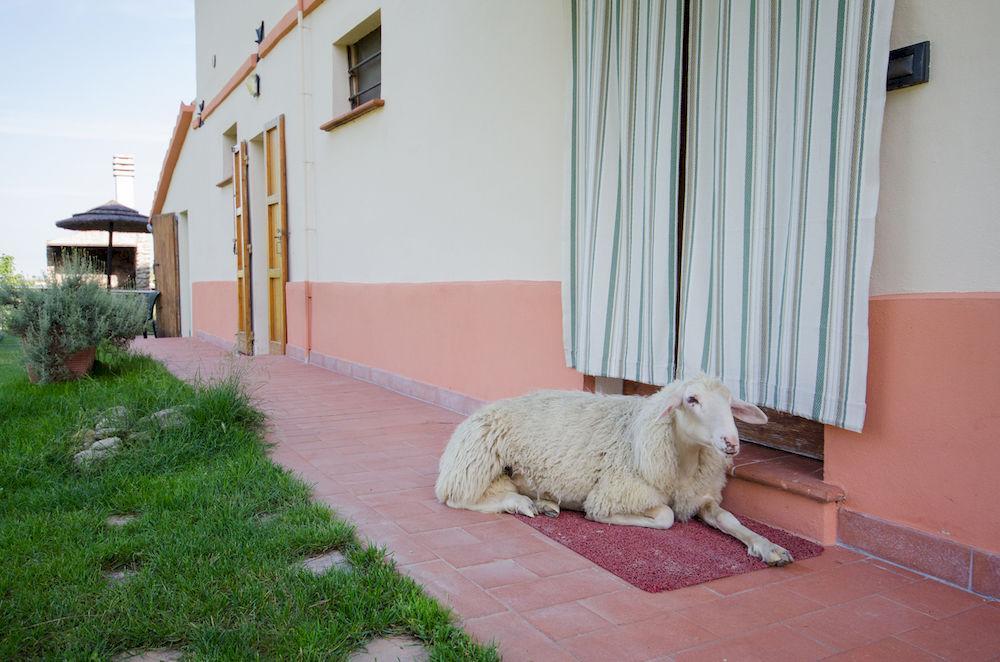 Agriturismo Ca'De'Gatti Faenza Εξωτερικό φωτογραφία